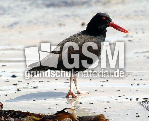 Schwarzer Austernfischer (3 von 14).jpg